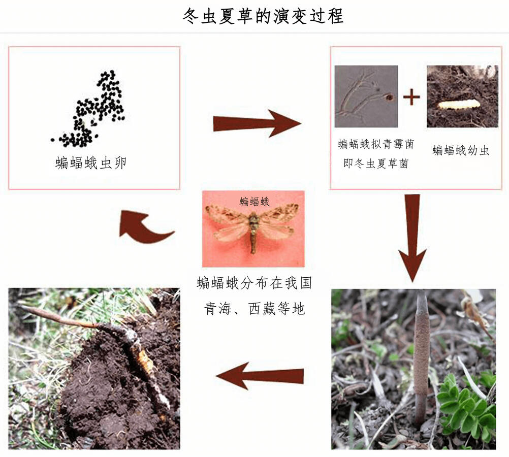 冬虫夏草演变过程